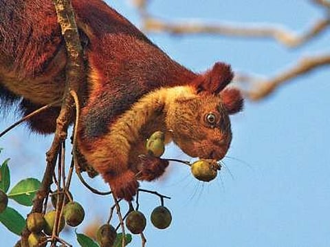 Wildlife tourists in Bengaluru opt for places such as Kabini, Bandipur and Bhadra