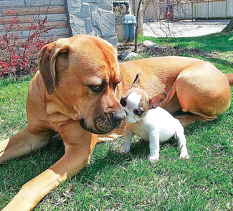 My dog runs away from neighbour’s pup