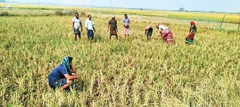 Farmers checking crops damaged by deer in an agriculture field in Raghunathpur block of Jagatsinghpur district on Monday