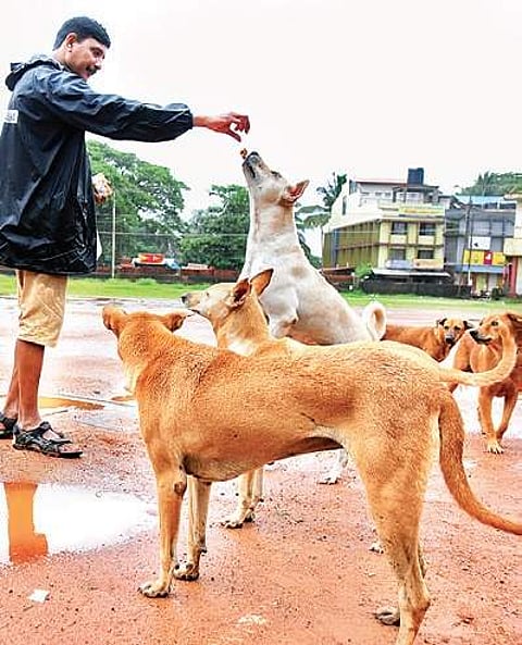 Over a hundred dogs have gone missing over the last one month
