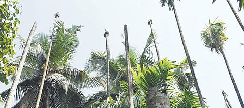 Arecanut trees hit by fruit rot disease have lost their crowns | Rajesh Shetty Ballalbagh