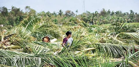 A family checking the remains of their coconut trees that were entirely levelled by cyclone Gaja at Ambalapattu in Thanjavur, on Wednesday. (Photo | MK Ashok Kumar)