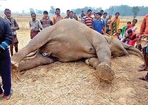 Carcass of elephant which is suspected to have died due to electrocution | Express