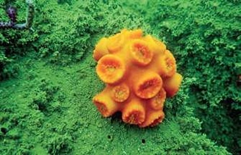 Coral found near Devgad Island off Karwar coast | Express