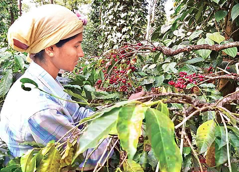 Karnataka, which produces 72 per cent of the country’s coffee, is battling low productivity year after year