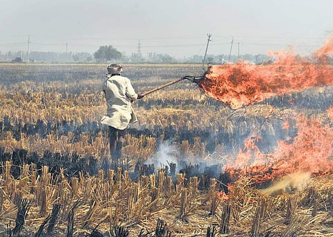 Image of stubble burning used for representational purpose only.