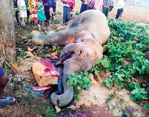 Carcass of an eight-year-old elephant lying in a pool of blood at Rajanagar | Express
