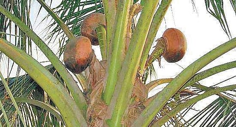 Demand for toddy has been on the decline in Kerala (Photo | EPS)