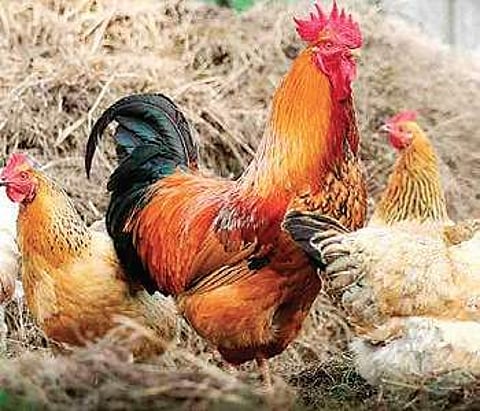 Country chicken to get a new commercial avatar soon