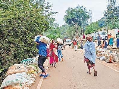 Panicked vegetable farmers selling their produce at throwaway price in Koraput | Express