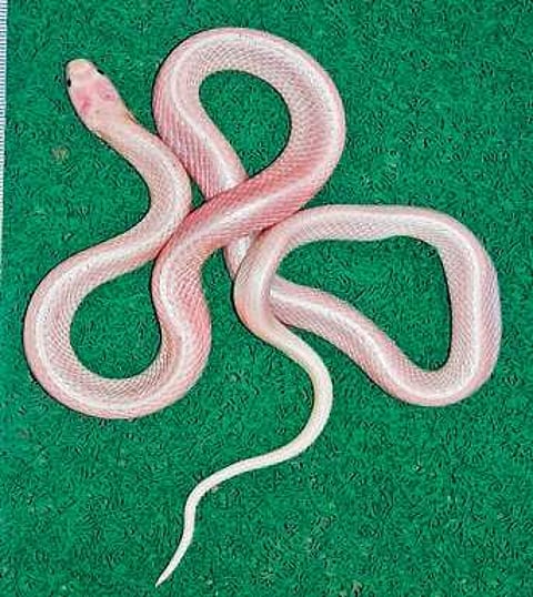 Rare albino snake rescued in Bhubaneshwar