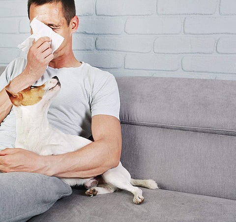 Is your dog giving you an allergy?