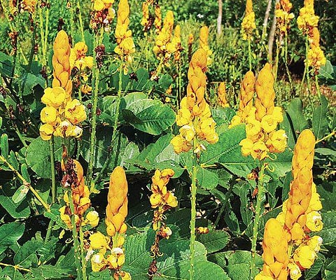 The leaves of this bush can be ground into fine paste and applied locally with any vegetable oil to treat the ringworm infection.