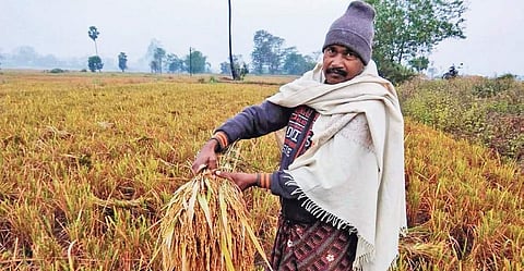 Farmer Umesh Mishra showing his damaged crops in Satupali village I Express