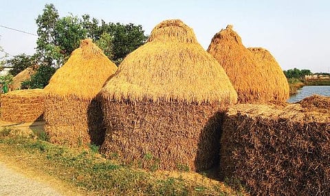 Paddy stacked near a threshing floor at Rajnagar in Kendrapara district | Express