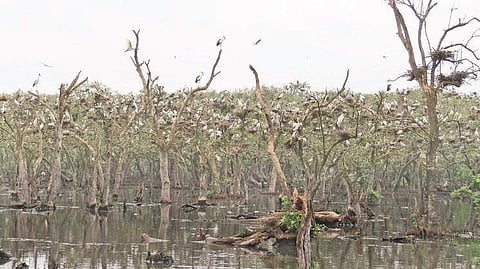 Birds arriving at Bhitarkanika National Park for nesting.| Express