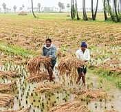Crop loss in cyclone: Rs 243.5 crore and counting