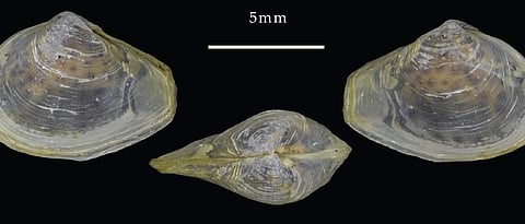 Indospenia kayalum, the new species discovered by Cusat researchers