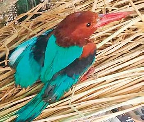 The White-throated Kingfisher