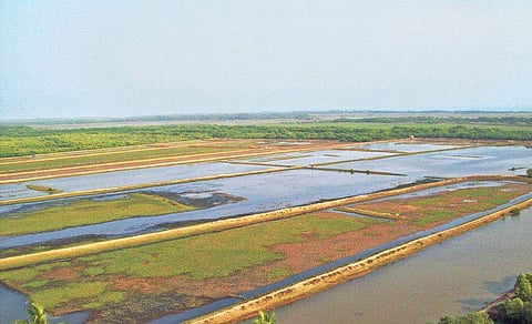 Illegal prawn gheris near Bhitarkanika National Park | Express