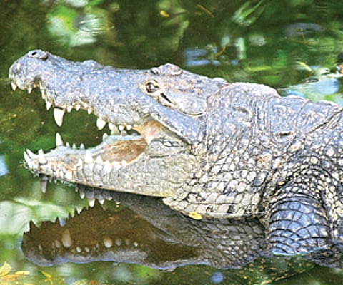 Image of a crocodile used for representational purpose (Photo | EPS)