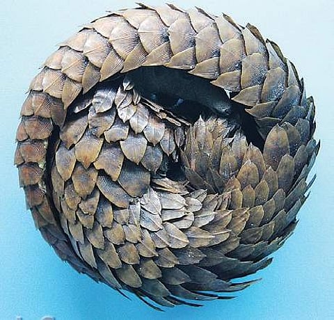 A curled up pangolin