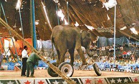 PETA backs Centre’s proposal for banning animals in circus