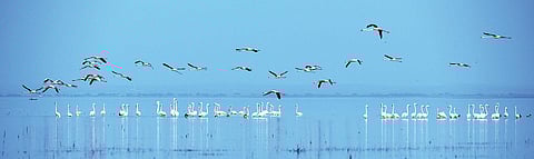 When the waters turn pink