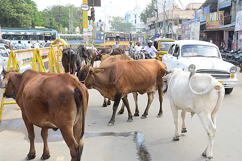 Image used for representational purpose. (Photo | EPS)