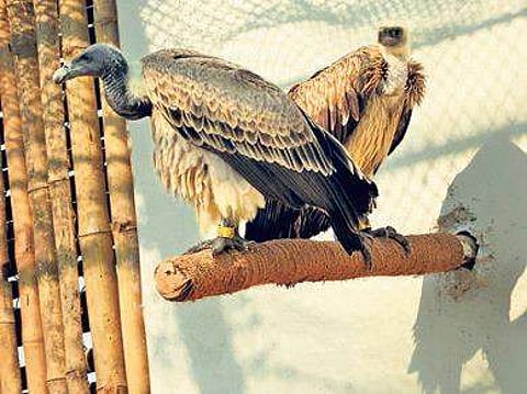 A vulture conservation & breeding centre at Nandankanan Zoological Park in Bhubaneswar on Saturday | Express