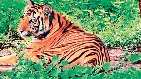 Satkosia Tiger Reserve