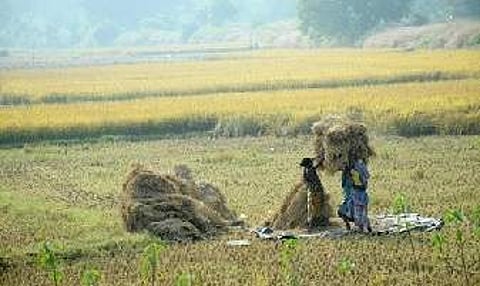 Although the government has fixed procurement at 19 quintals per acre, farmers allege that the tokens issued do not match this scale.