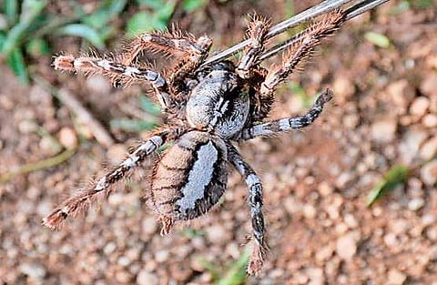 19 rare tarantulas found in Kerala