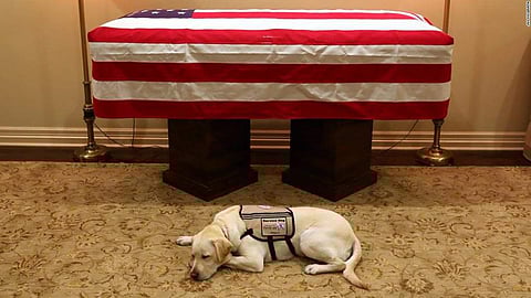 Sully the dog. (Photo | Twitter)