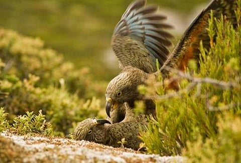 Two kea parrots in New Zealand. (File photo | AFP)