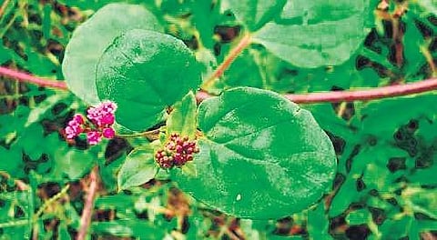 Punarnava, a short, weed-like plant, which grows up to the height of just a few inches.