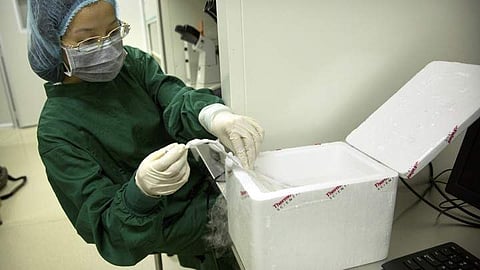 Zhou Xiaoqin, one of He Jiankui's colleagues, places an embryo in its storage tube in Shenzhen, China (Photo | AP)