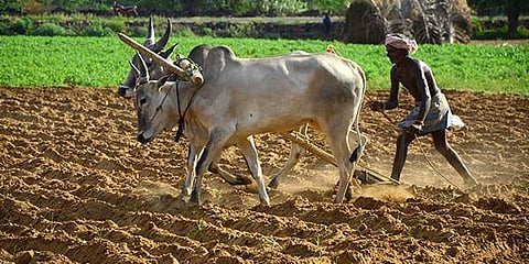 Proposal to raise institutional credit for agriculture to Rs 11 Lakh Crore for 2018-19. (Photo | EPS)