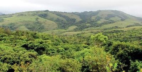 EPS file photo of a forest reserve used for representational purpose only