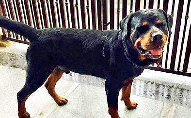 Bablu at Krishna‘s residence