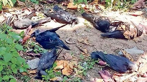 Odisha: Alert after crow deaths traced to bird flu in Paradip