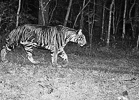 Similipal, Satkosia on tiger trail