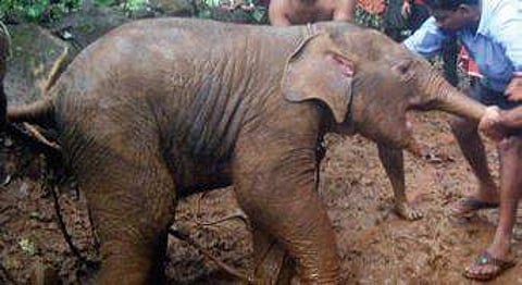 Activists see red over transfer of elephant calves to from Mysuru zoo Singapore