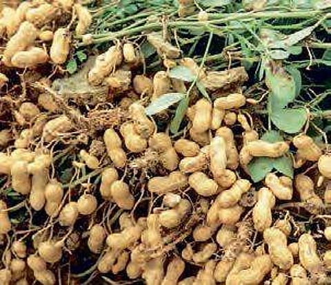 Krishna admin spends Rs 16 lakh, saves Rs 4 crore worth groundnut crop