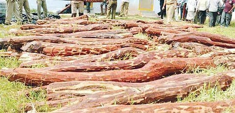 When tribals fall prey to red sanders mafia in Andhra Pradesh