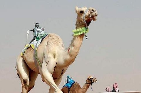 The King Abdulaziz Camel Festival in Riyadh, a month-long jamboree in the desert where the animals are judged for their beauty, behaviour, body language and speed