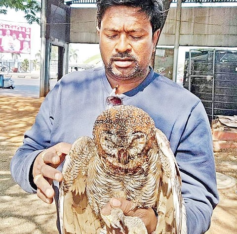 An Indian-Eagle Owl, which was allegedly used to perform black magic, was rescued by animal rights activist from DBR Mills in Hyderabad on Monday | Express PHOTO