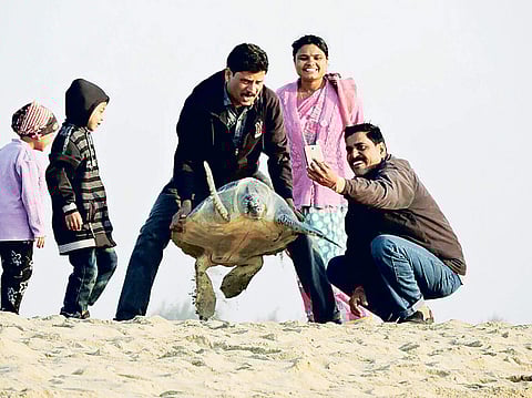 Picture of the tourists lifting a turtle at Rushikulya beach that went viral on Monday. | Express Photo Services