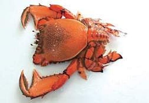 Rare crab Ranina ranina found at Vizhinjam