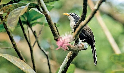 The Indian scimitar babbler |shashank